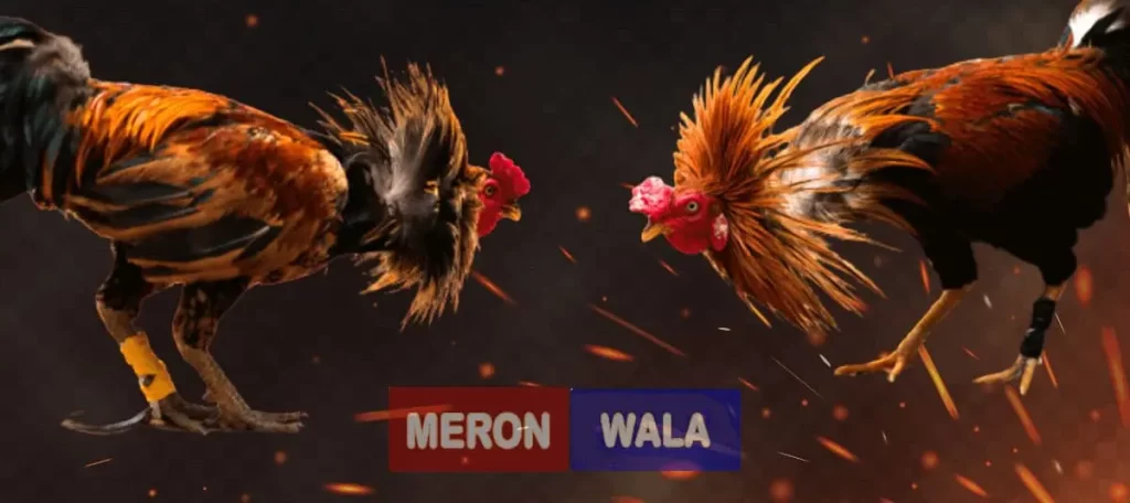 sabong